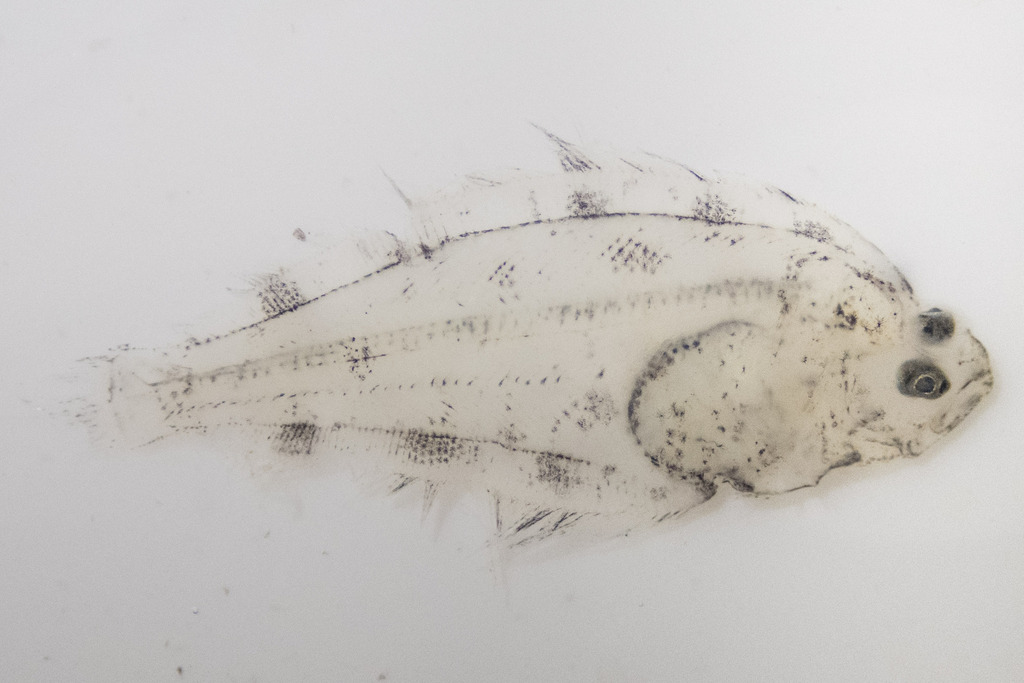 Foto de Platija americana (Hippoglossoides platessoides)