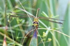 Erpetogomphus designatus