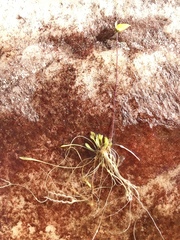 Genlisea repens