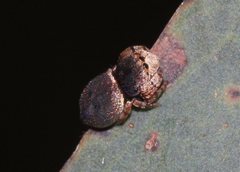 Simaethina