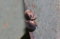 Simaethina