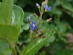 Veronica beccabunga