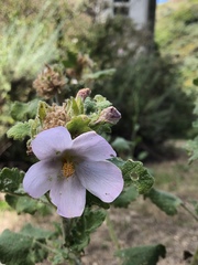 Malacothamnus lucianus