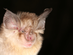 Rhinolophus simulator