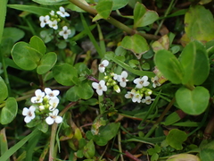 Nasturtium officinale