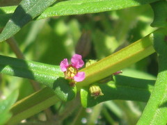 Ammannia coccinea