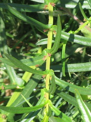 Ammannia coccinea