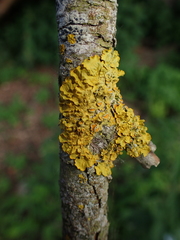 Xanthoria parietina