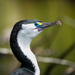 New Zealand Pied Cormorant - Photo (c) alfieb77, some rights reserved (CC BY-NC)
