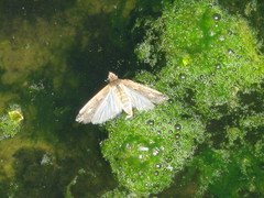 Lepidoptera