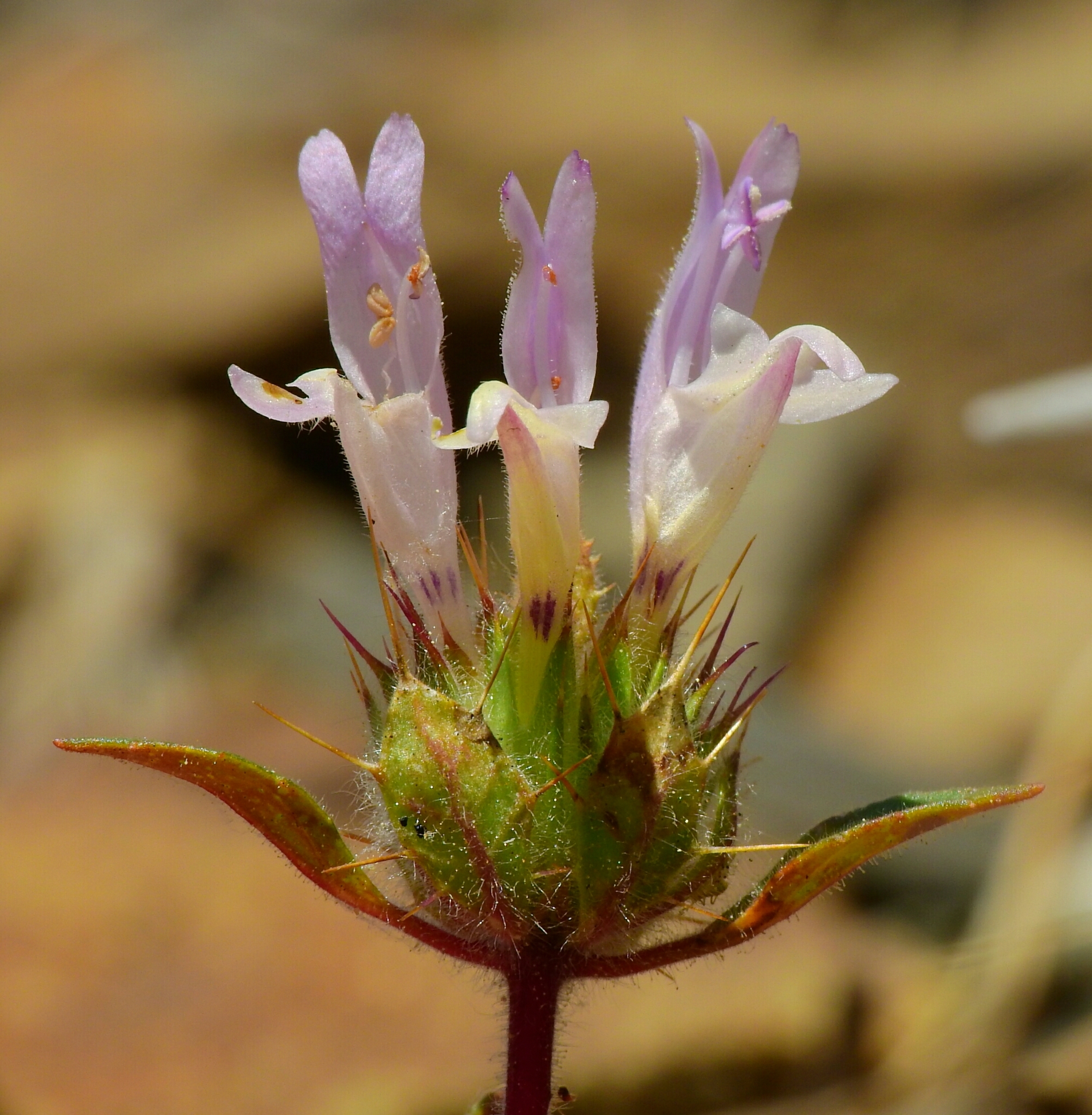 Acanthomintha lanceolata