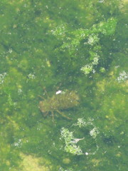 Insecta