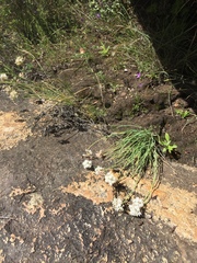 Allium haematochiton