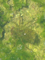 Insecta