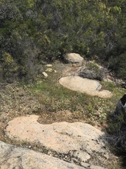 Allium haematochiton