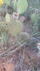 Opuntia polyacantha polyacantha