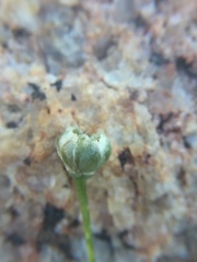 Allium haematochiton