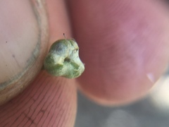 Allium haematochiton