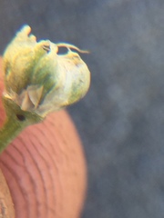 Allium haematochiton