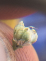 Allium haematochiton