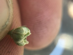 Allium haematochiton