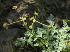 Lomatium observatorium