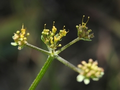 Lomatium observatorium