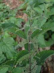 Urtica dioica