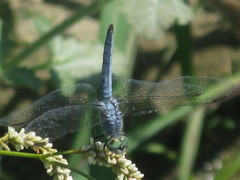 Pachydiplax longipennis