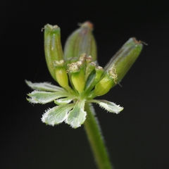 Lomatium observatorium
