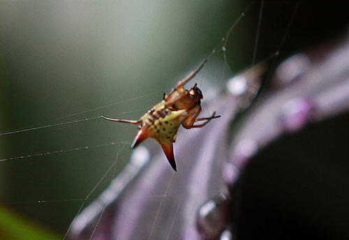 Micrathena annulata