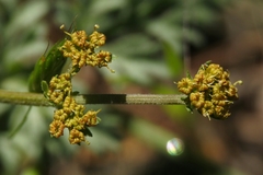 Lomatium observatorium