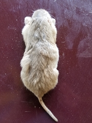 Geomys texensis bakeri