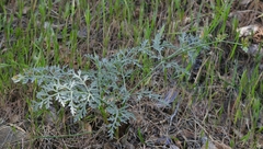 Lomatium observatorium