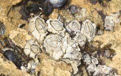 Chthamalus antennatus