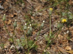 Crepis vesicaria taraxacifolia