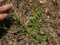 Crepis vesicaria taraxacifolia