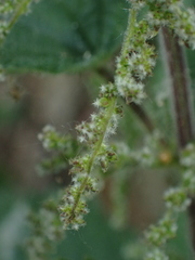 Urtica dioica