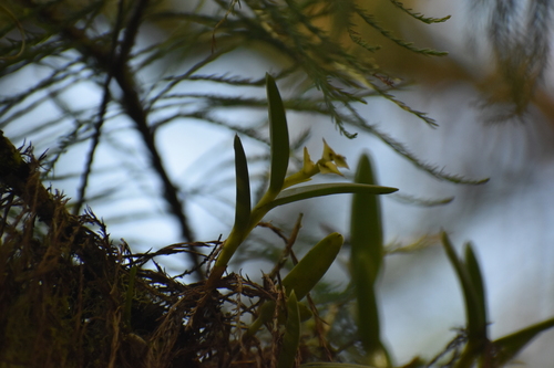 Image of Epidendrum rigidum by (c) Ryan Watson, some rights reserved (CC BY)