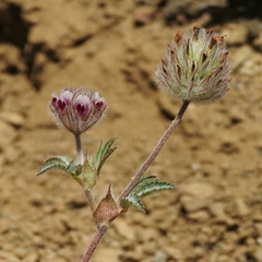 Trifolium albopurpureum