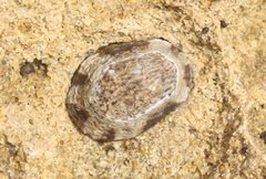 Patelloida latistrigata