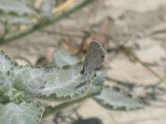 Hemiargus ceraunus