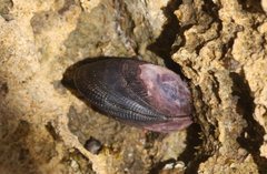 Brachidontes rostratus