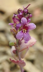 Streptanthus callistus