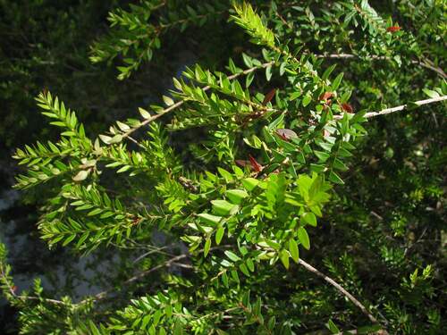 Image of Metrosideros stipularis by (c) Cesar Ormazabal, some rights reserved (CC BY)
