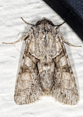Achatia distincta