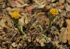 Chaenactis glabriuscula heterocarpha