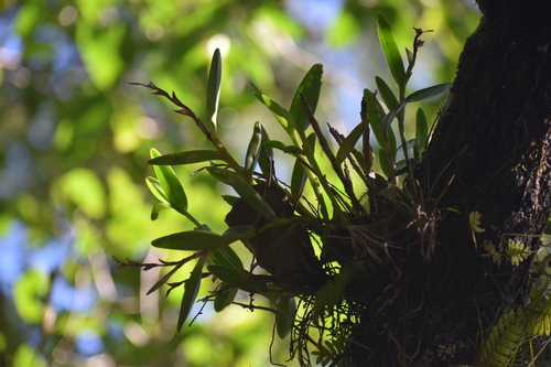 Image of Epidendrum rigidum by (c) Ryan Watson, some rights reserved (CC BY)
