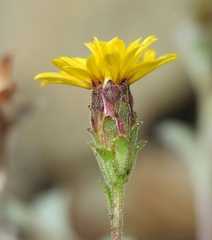 Lessingia tenuis