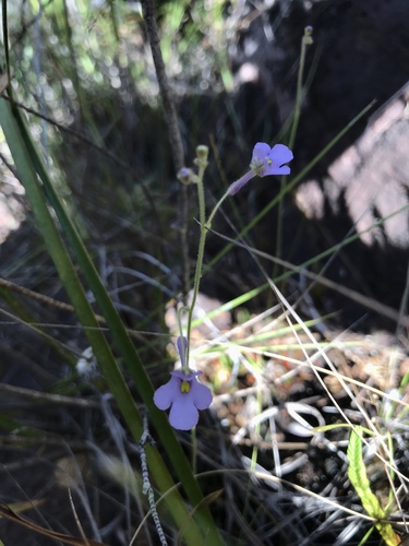 Genlisea flexuosa (Genlisea flexuosa)